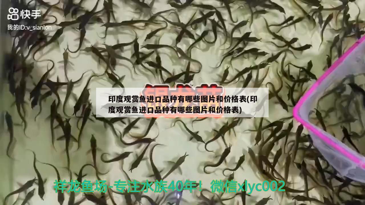 印度觀賞魚進(jìn)口品種有哪些圖片和價(jià)格表(印度觀賞魚進(jìn)口品種有哪些圖片和價(jià)格表)