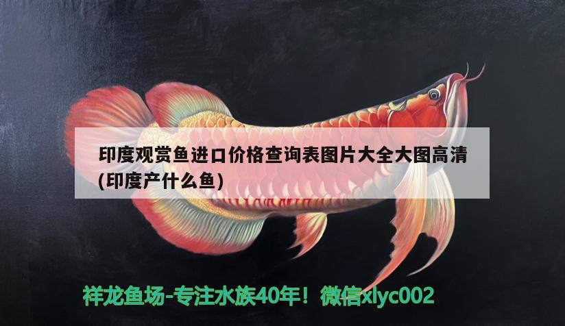 印度觀賞魚進(jìn)口價格查詢表圖片大全大圖高清(印度產(chǎn)什么魚) 觀賞魚進(jìn)出口 第2張