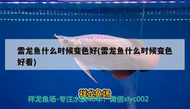 雷龍魚什么時候變色好(雷龍魚什么時候變色好看) 三間鼠魚