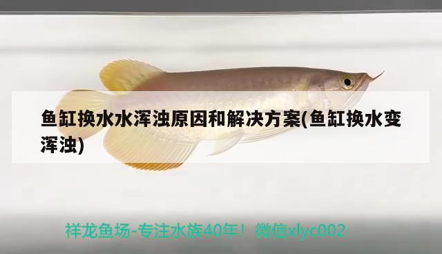 魚缸換水水渾濁原因和解決方案(魚缸換水變渾濁)