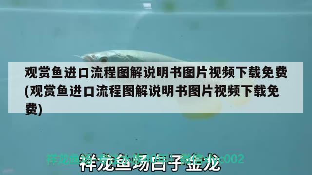 觀賞魚進(jìn)口流程圖解說明書圖片視頻下載免費(fèi)(觀賞魚進(jìn)口流程圖解說明書圖片視頻下載免費(fèi))