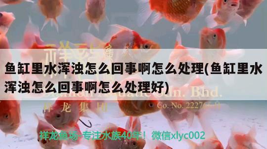 魚缸里水渾濁怎么回事啊怎么處理(魚缸里水渾濁怎么回事啊怎么處理好)