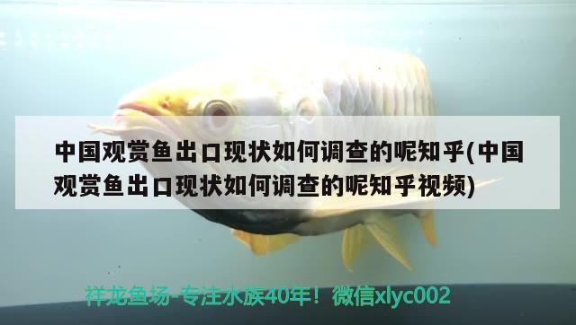 中國觀賞魚出口現(xiàn)狀如何調(diào)查的呢知乎(中國觀賞魚出口現(xiàn)狀如何調(diào)查的呢知乎視頻)