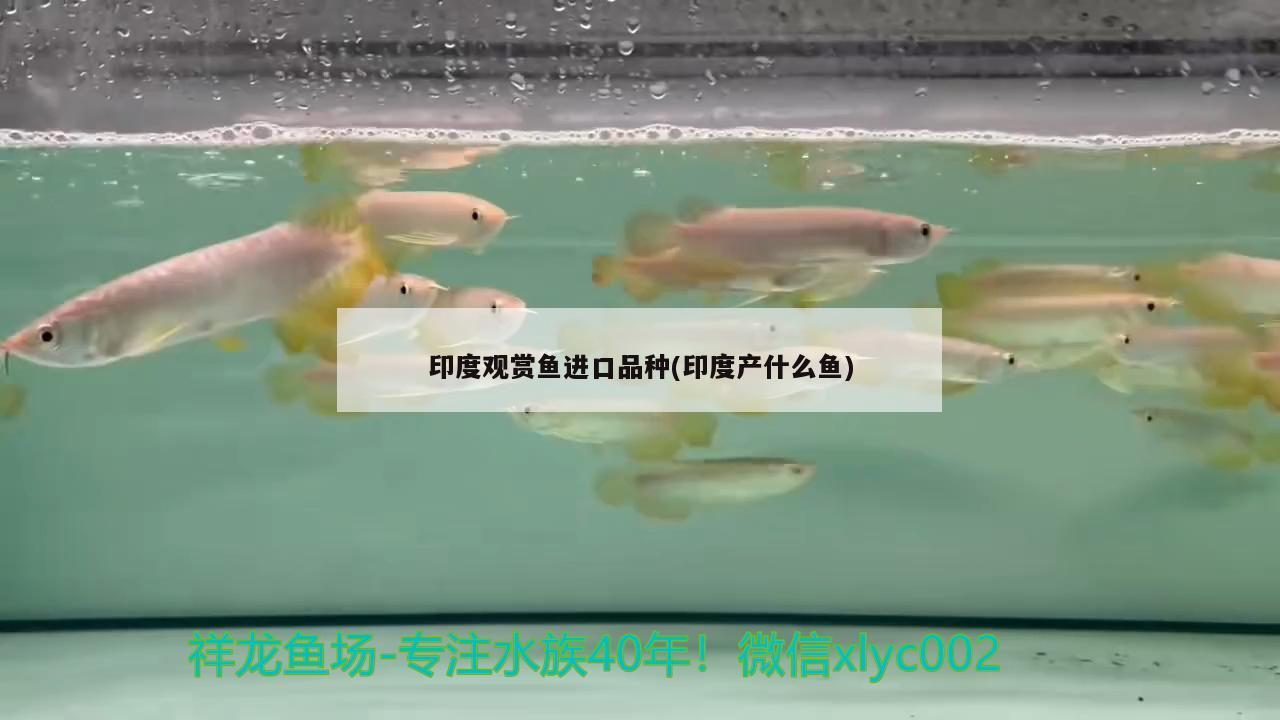 印度觀賞魚進(jìn)口品種(印度產(chǎn)什么魚) 觀賞魚進(jìn)出口