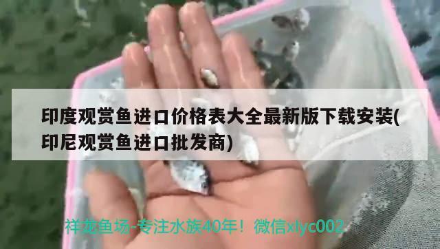 印度觀賞魚進口價格表大全最新版下載安裝(印尼觀賞魚進口批發(fā)商)