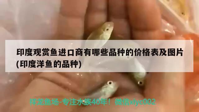 印度觀賞魚進(jìn)口商有哪些品種的價(jià)格表及圖片(印度洋魚的品種)