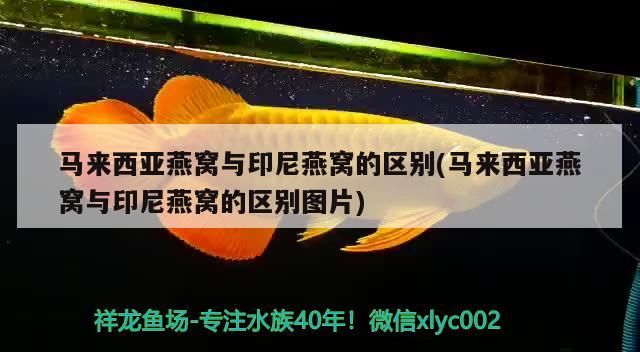 馬來西亞燕窩與印尼燕窩的區(qū)別(馬來西亞燕窩與印尼燕窩的區(qū)別圖片) 馬來西亞燕窩