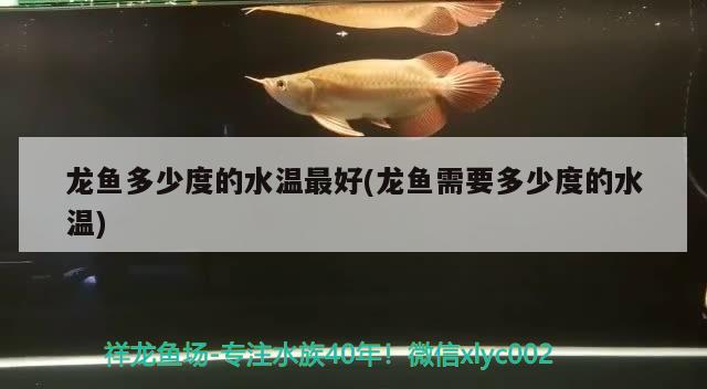 龍魚多少度的水溫最好(龍魚需要多少度的水溫) 黃金斑馬魚