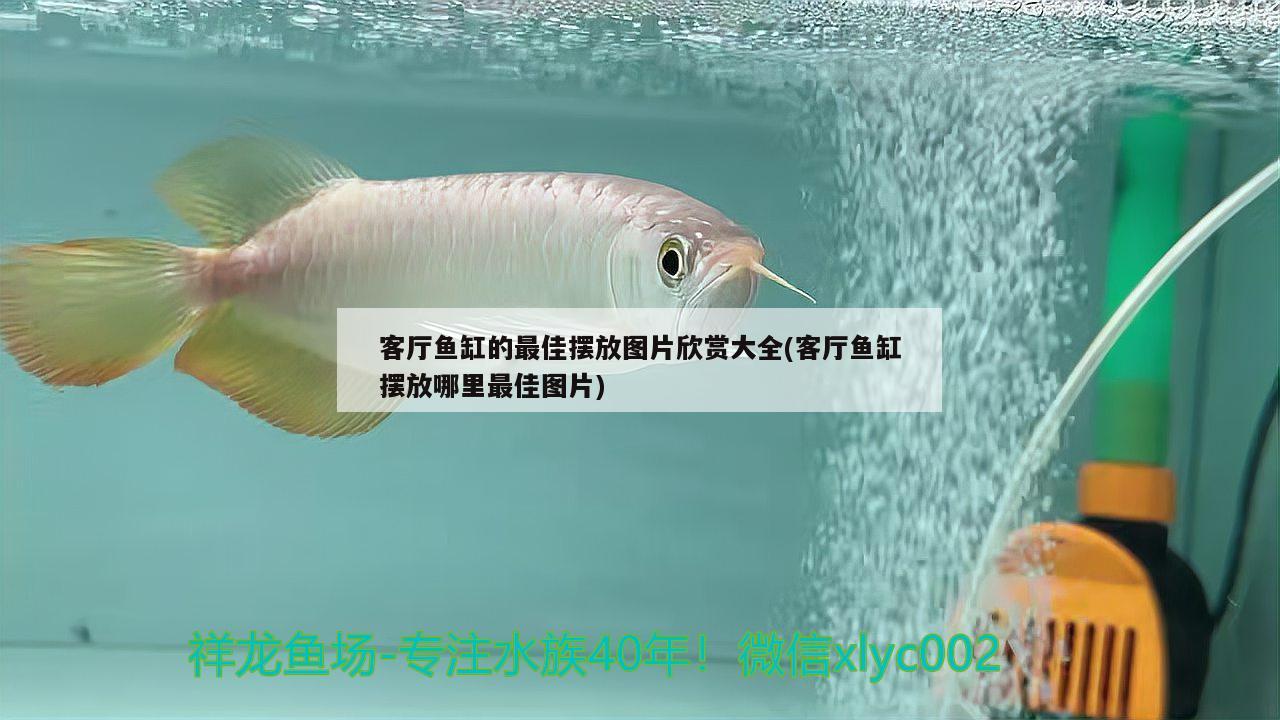 客廳魚(yú)缸的最佳擺放圖片欣賞大全(客廳魚(yú)缸擺放哪里最佳圖片) 肥料 第2張