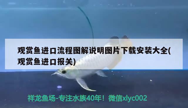 觀賞魚進口流程圖解說明圖片下載安裝大全(觀賞魚進口報關(guān)) 觀賞魚進出口