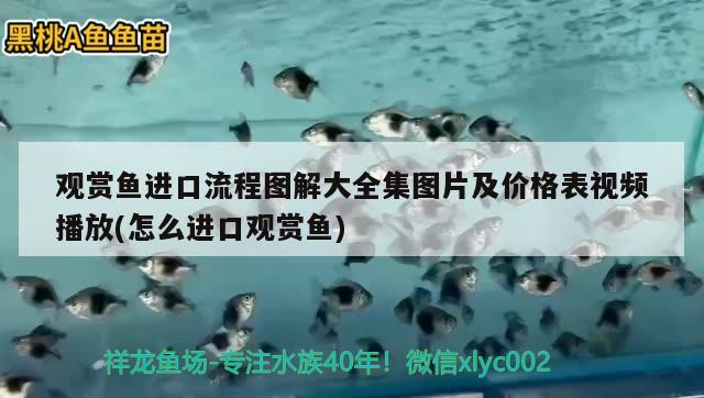 觀賞魚進(jìn)口流程圖解大全集圖片及價(jià)格表視頻播放(怎么進(jìn)口觀賞魚)