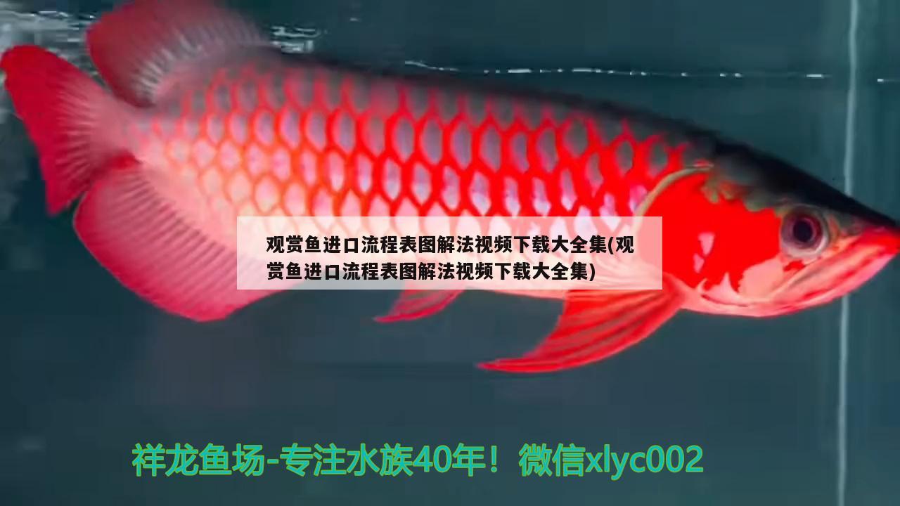 觀賞魚進口流程表圖解法視頻下載大全集(觀賞魚進口流程表圖解法視頻下載大全集) 觀賞魚進出口