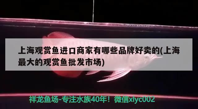 上海觀賞魚進口商家有哪些品牌好賣的(上海最大的觀賞魚批發(fā)市場) 觀賞魚進出口