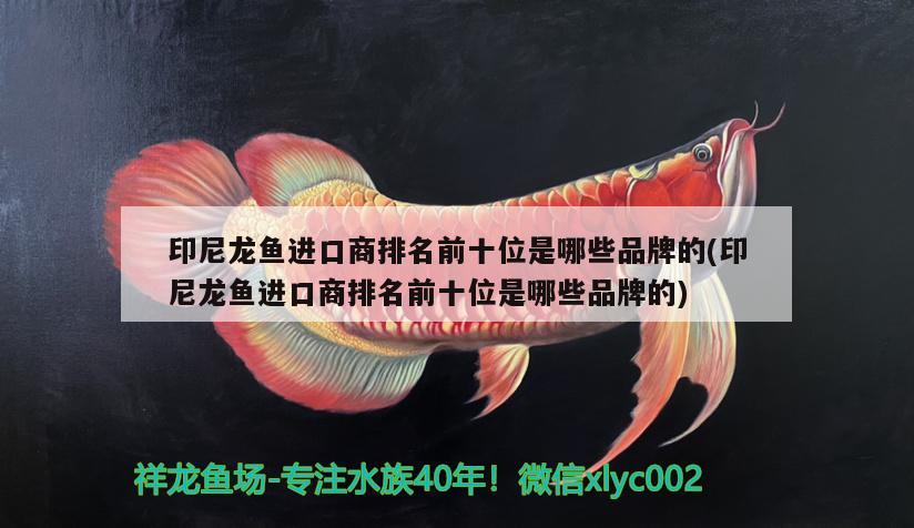 印尼龍魚進口商排名前十位是哪些品牌的(印尼龍魚進口商排名前十位是哪些品牌的)