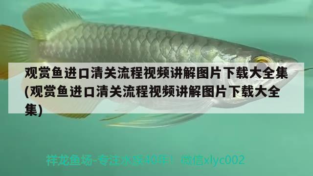 觀賞魚進口清關流程視頻講解圖片下載大全集(觀賞魚進口清關流程視頻講解圖片下載大全集) 觀賞魚進出口