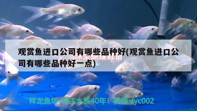 觀賞魚進口公司有哪些品種好(觀賞魚進口公司有哪些品種好一點) 觀賞魚進出口