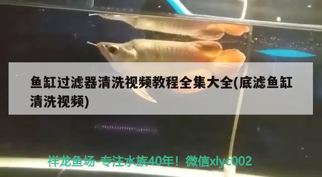 魚缸過濾器清洗視頻教程全集大全(底濾魚缸清洗視頻) BD魟魚 第3張