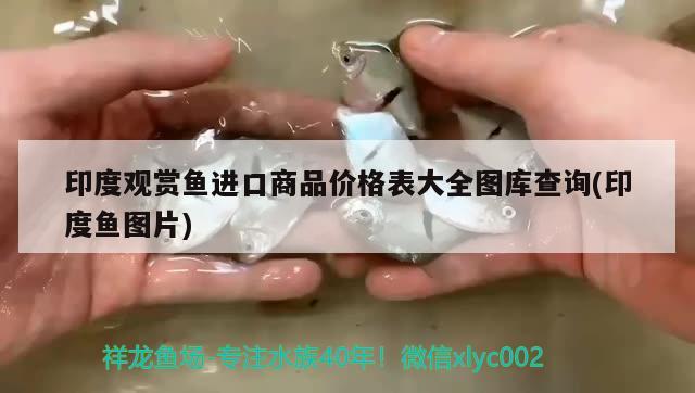 印度觀賞魚進口商品價格表大全圖庫查詢(印度魚圖片)