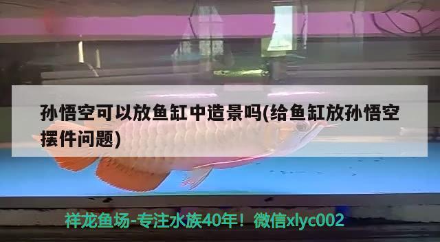 孫悟空可以放魚缸中造景嗎(給魚缸放孫悟空擺件問題) 養(yǎng)魚知識