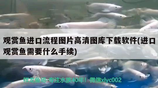 觀賞魚(yú)進(jìn)口流程圖片高清圖庫(kù)下載軟件(進(jìn)口觀賞魚(yú)需要什么手續(xù))