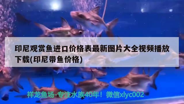 印尼觀賞魚進口價格表最新圖片大全視頻播放下載(印尼帶魚價格)