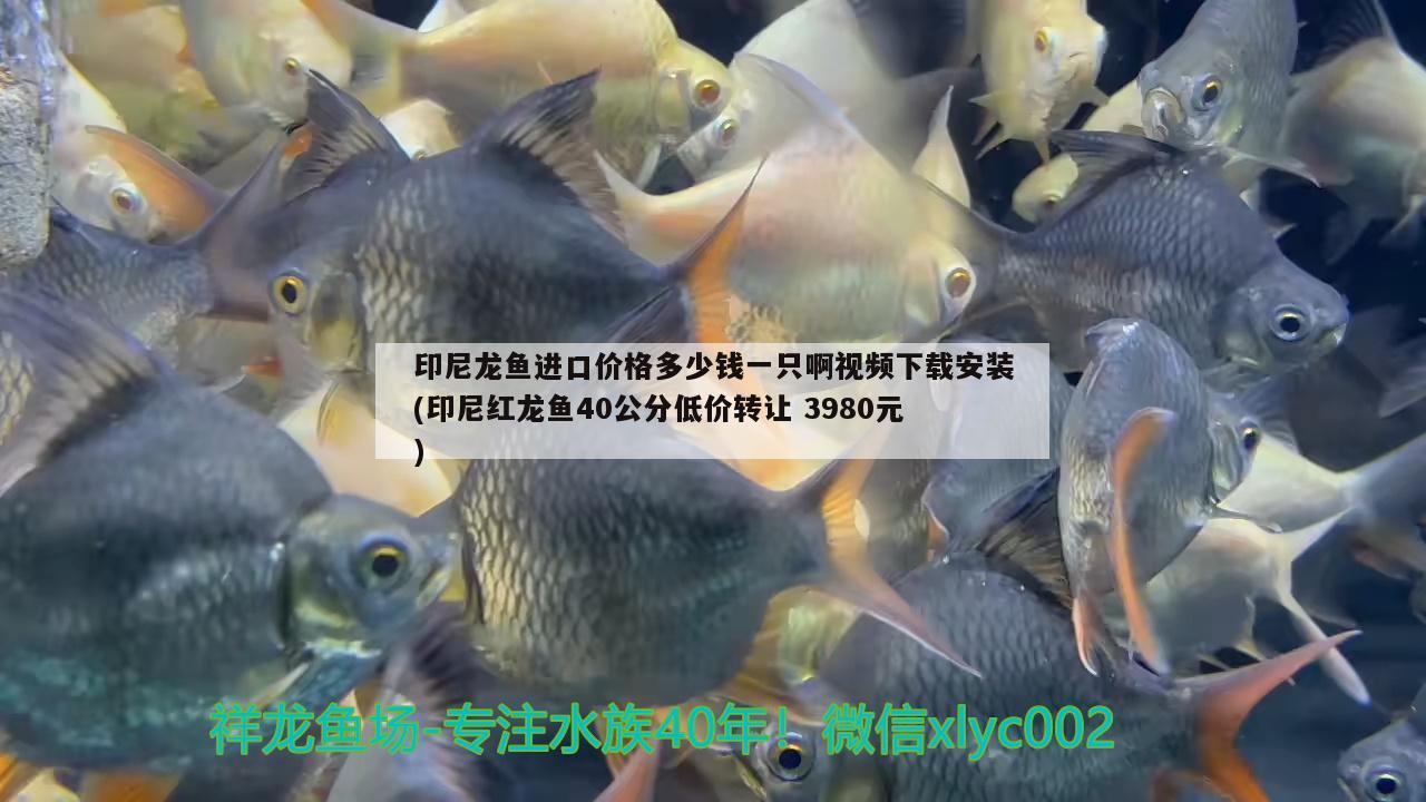 印尼龍魚進口價格多少錢一只啊視頻下載安裝(印尼紅龍魚40公分低價轉(zhuǎn)讓3980元) 紅龍魚百科 第2張