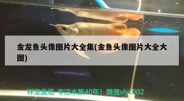 金龍魚頭像圖片大全集(金魚頭像圖片大全大圖)