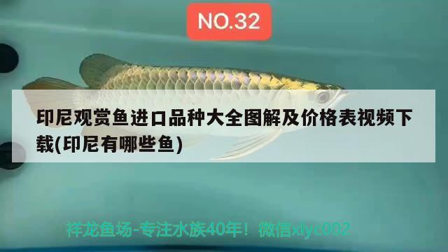 印尼觀賞魚進口品種大全圖解及價格表視頻下載(印尼有哪些魚) 觀賞魚進出口