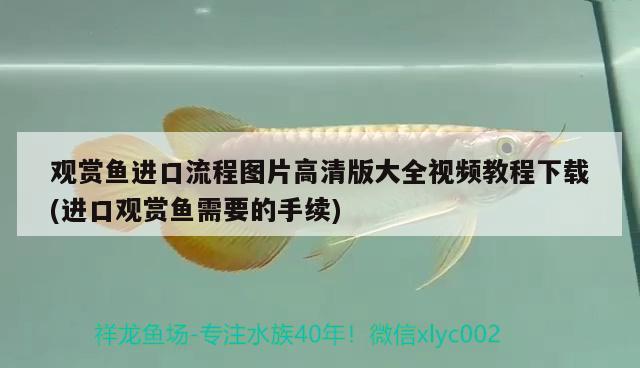 觀賞魚進(jìn)口流程圖片高清版大全視頻教程下載(進(jìn)口觀賞魚需要的手續(xù))