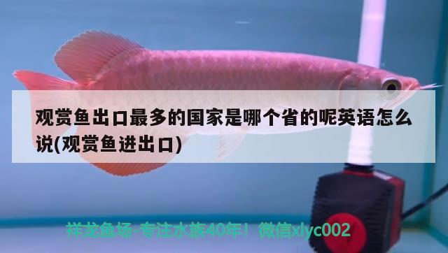 觀賞魚出口最多的國家是哪個省的呢英語怎么說(觀賞魚進(jìn)出口)