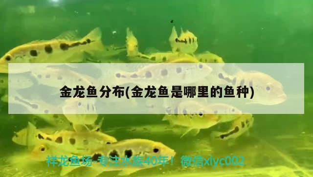 金龍魚分布(金龍魚是哪里的魚種)