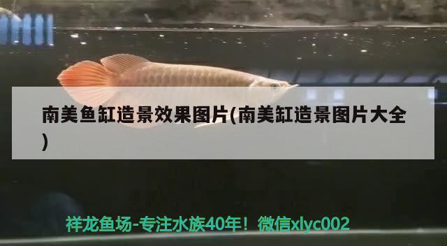 南美魚缸造景效果圖片(南美缸造景圖片大全) 馬拉莫寶石魚