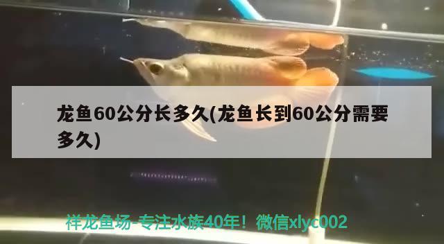 龍魚60公分長多久(龍魚長到60公分需要多久) 名貴錦鯉魚