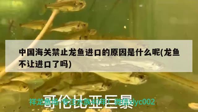 中國海關禁止龍魚進口的原因是什么呢(龍魚不讓進口了嗎)