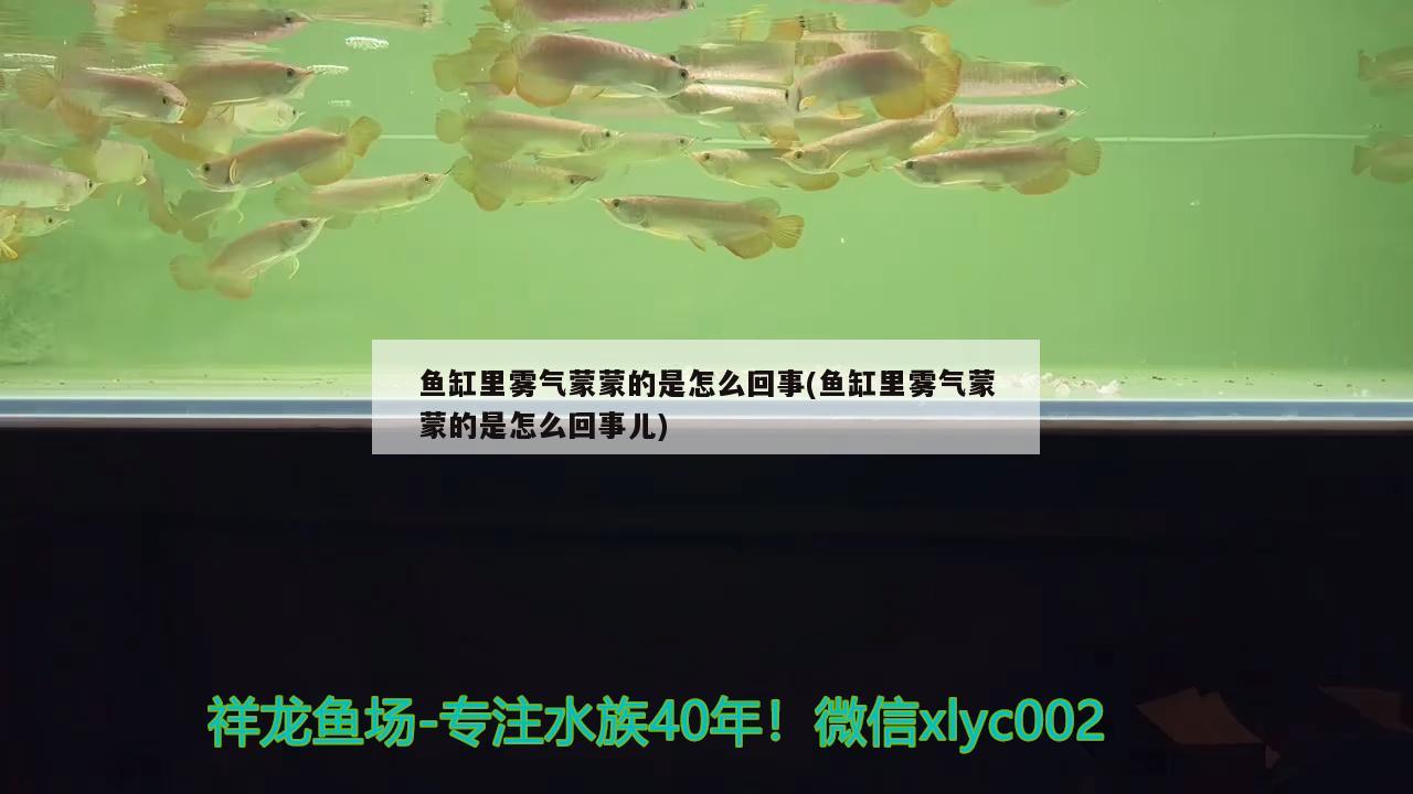 魚缸里霧氣蒙蒙的是怎么回事(魚缸里霧氣蒙蒙的是怎么回事兒) 慈雕魚