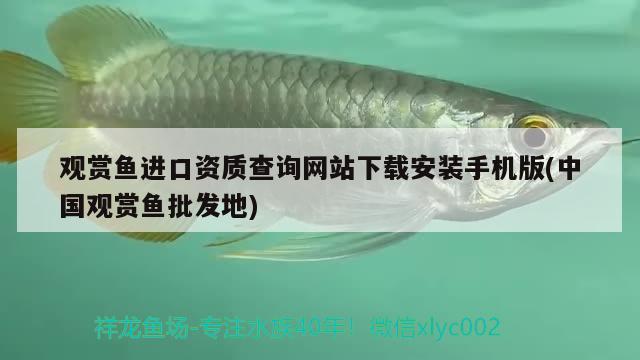 觀賞魚進(jìn)口資質(zhì)查詢網(wǎng)站下載安裝手機(jī)版(中國觀賞魚批發(fā)地)