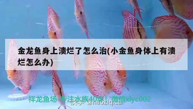 金龍魚身上潰爛了怎么治(小金魚身體上有潰爛怎么辦)