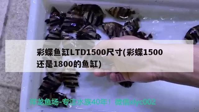 彩蝶魚(yú)缸LTD1500尺寸(彩蝶1500還是1800的魚(yú)缸) 福魟魟魚(yú)