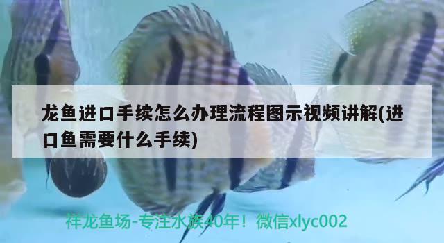 龍魚進口手續(xù)怎么辦理流程圖示視頻講解(進口魚需要什么手續(xù)) 觀賞魚進出口