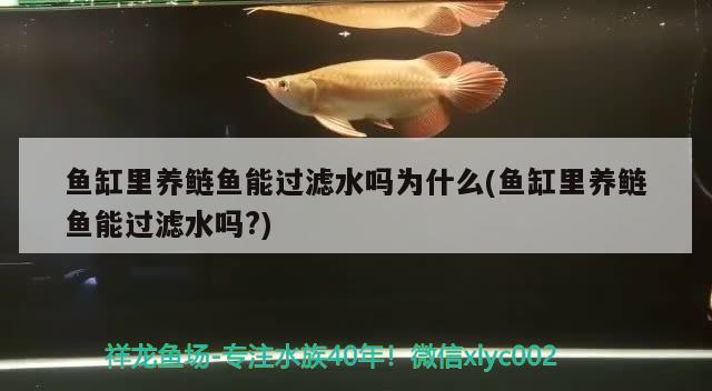 魚缸里養(yǎng)鰱魚能過(guò)濾水嗎為什么(魚缸里養(yǎng)鰱魚能過(guò)濾水嗎?) 白子關(guān)刀魚苗