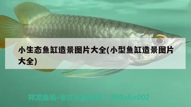 小生態(tài)魚缸造景圖片大全(小型魚缸造景圖片大全) 廣州水族器材濾材批發(fā)市場