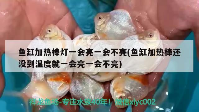 魚缸加熱棒燈一會亮一會不亮(魚缸加熱棒還沒到溫度就一會亮一會不亮) 南美異形觀賞魚