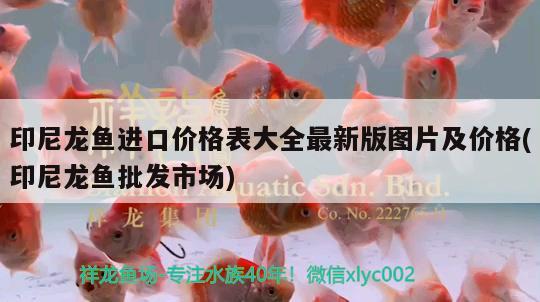 印尼龍魚進口價格表大全最新版圖片及價格(印尼龍魚批發(fā)市場)