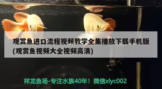 觀賞魚進口流程視頻教學全集播放下載手機版(觀賞魚視頻大全視頻高清) 觀賞魚進出口