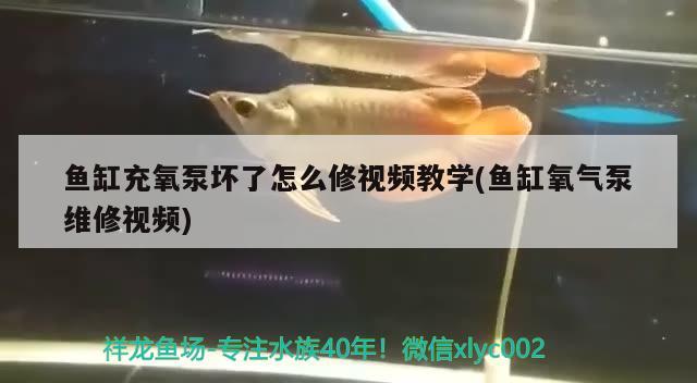 魚缸充氧泵壞了怎么修視頻教學(xué)(魚缸氧氣泵維修視頻)