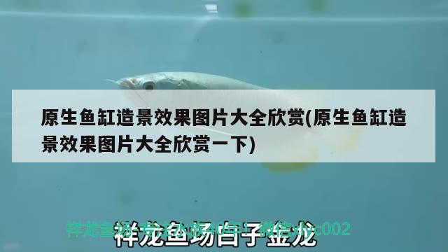 原生魚缸造景效果圖片大全欣賞(原生魚缸造景效果圖片大全欣賞一下) 白子關(guān)刀魚