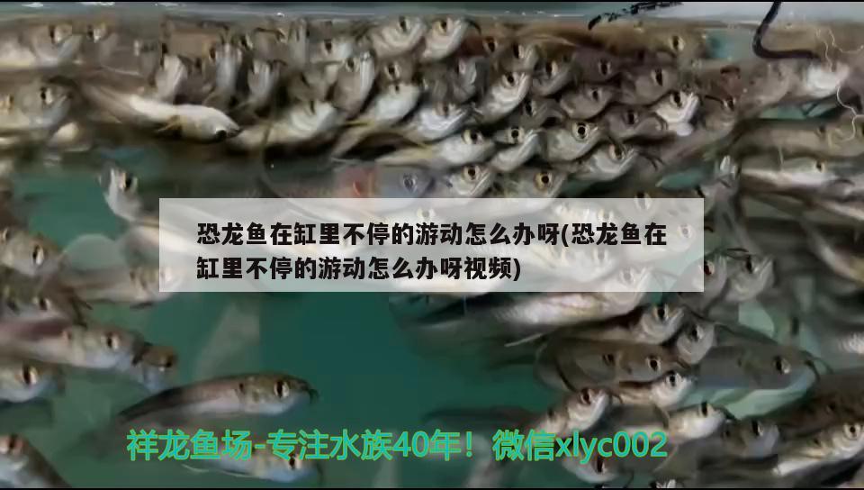 恐龍魚在缸里不停的游動(dòng)怎么辦呀(恐龍魚在缸里不停的游動(dòng)怎么辦呀視頻)