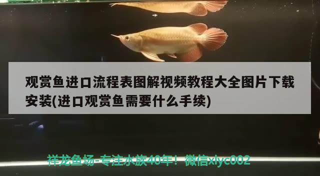 觀賞魚進口流程表圖解視頻教程大全圖片下載安裝(進口觀賞魚需要什么手續(xù)) 觀賞魚進出口