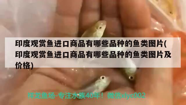 印度觀賞魚進(jìn)口商品有哪些品種的魚類圖片(印度觀賞魚進(jìn)口商品有哪些品種的魚類圖片及價(jià)格)