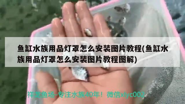 魚(yú)缸水族用品燈罩怎么安裝圖片教程(魚(yú)缸水族用品燈罩怎么安裝圖片教程圖解)